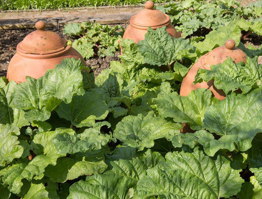 2G RHEUM `VICTORIA` (Rhubarb) Victoria Rhubarb 1006703