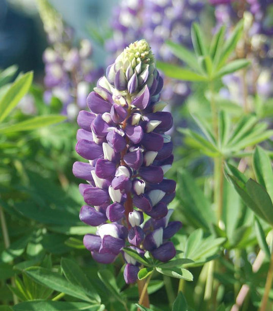 1G Lupinus 'The Governor' The Governor Lupine 1010897