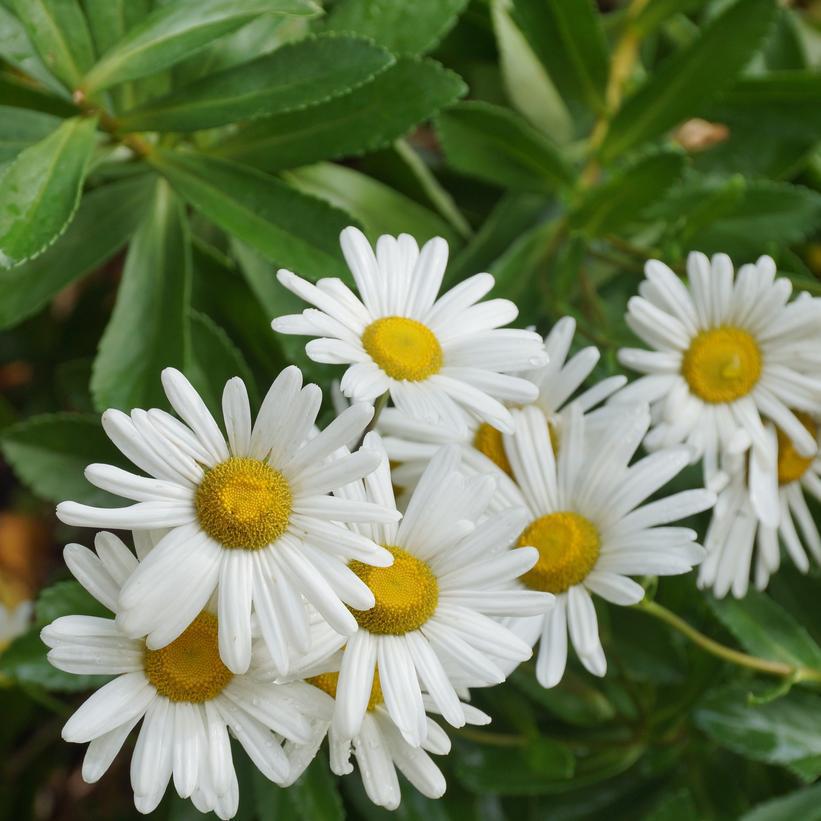 8" Nipponanthemum nipponicum Montauk Daisy 1013038