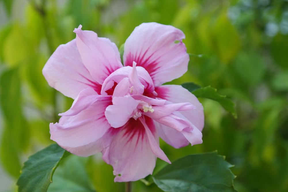 Hibiscus Syriacus #7 'Lavender Chiffon Tree' (Rose of Sharon) 1005721