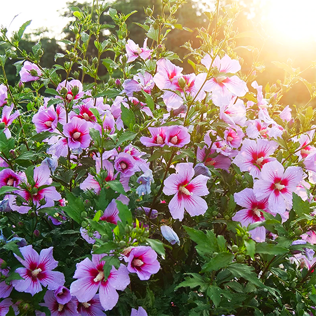 3G Hibiscus syriacus Orchid Satin® ('ILVO347') Orchid Satin® Rose of Sharon: Patent PPAF