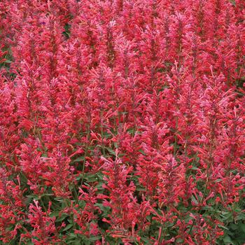 8" Agastache Kudos™ Coral Kudos™ Coral Hummingbird Mint: Patent PP25,613 (Anise Hyssop) 1010831