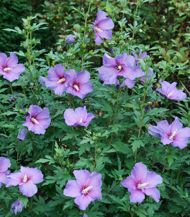 3G Hibiscus x 'Paraplu Violet' ('Minsybv3s01') Paraplu Violet® Rose of Sharon: Patent PP33,180 1012707