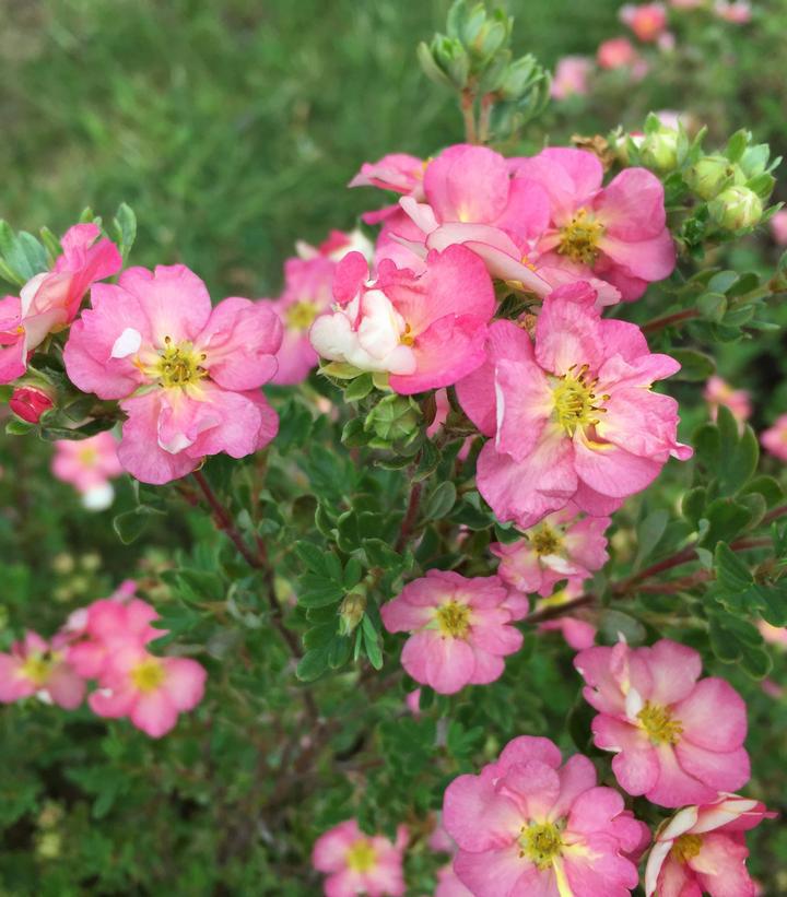 2G Potentilla fruticosa Happy Face Hearts® ('SMNPPS') Happy Face Hearts® Potentilla: Patent PPAF (Cinquefoils) 1009997