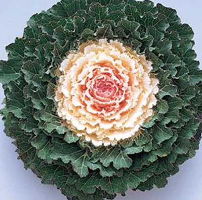 4.5" Ornamental Cabbage - Songbird White