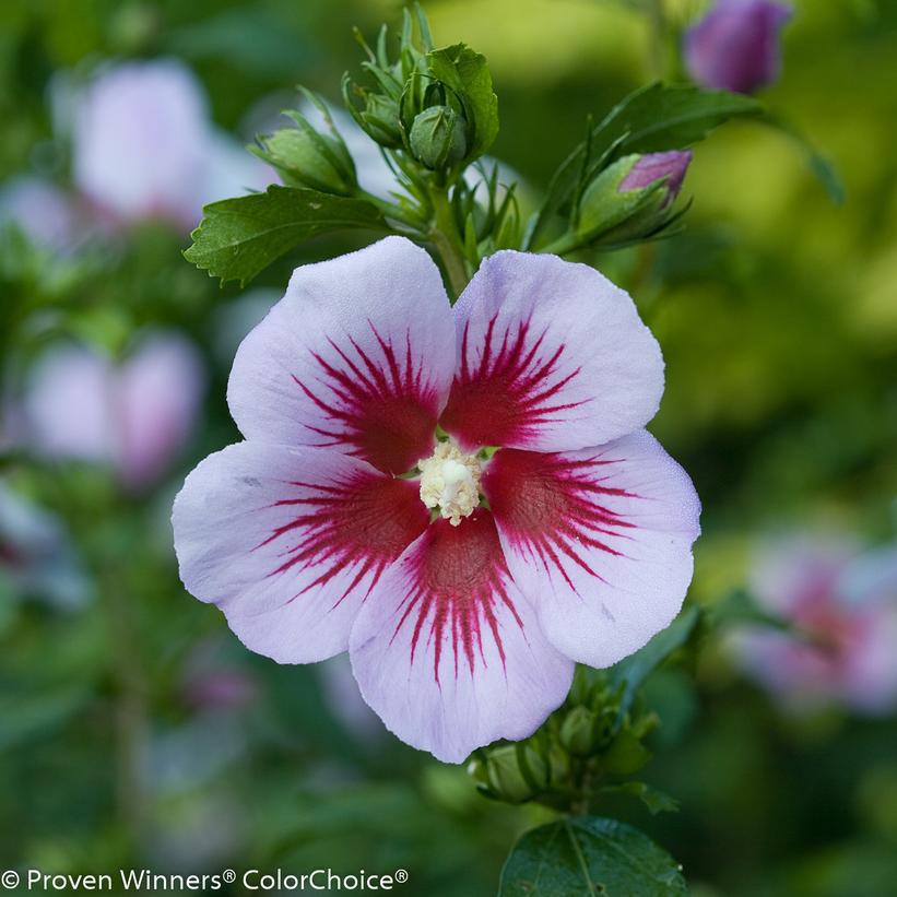 3G Hibiscus syriacus Orchid Satin® ('ILVO347') Orchid Satin® Rose of Sharon: Patent PPAF