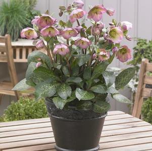 8" Helleborus Frostkiss® 'Dorothy's Dawn' Dorthy's Dawn™ Lenten Rose: Patent PP28,010 (Lenten Rose) 1009830