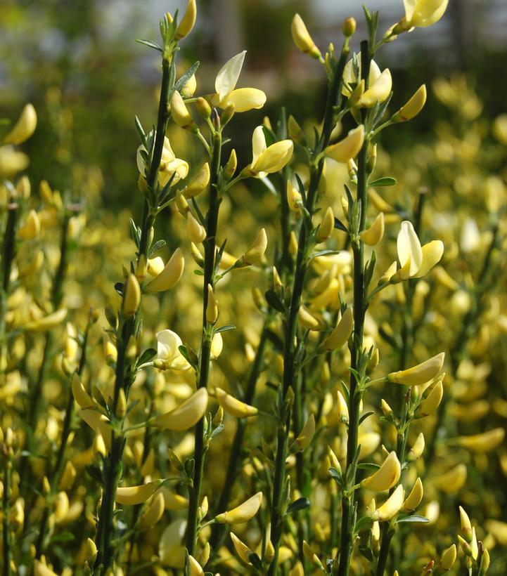 2G Cytisus sco. 'Moonlight' Moonlight Scotchbroom 1001056