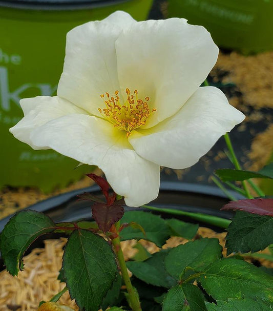 2G Rosa 'White Knock Out' White Knock Out® Rose: Patent PP20,273 107971