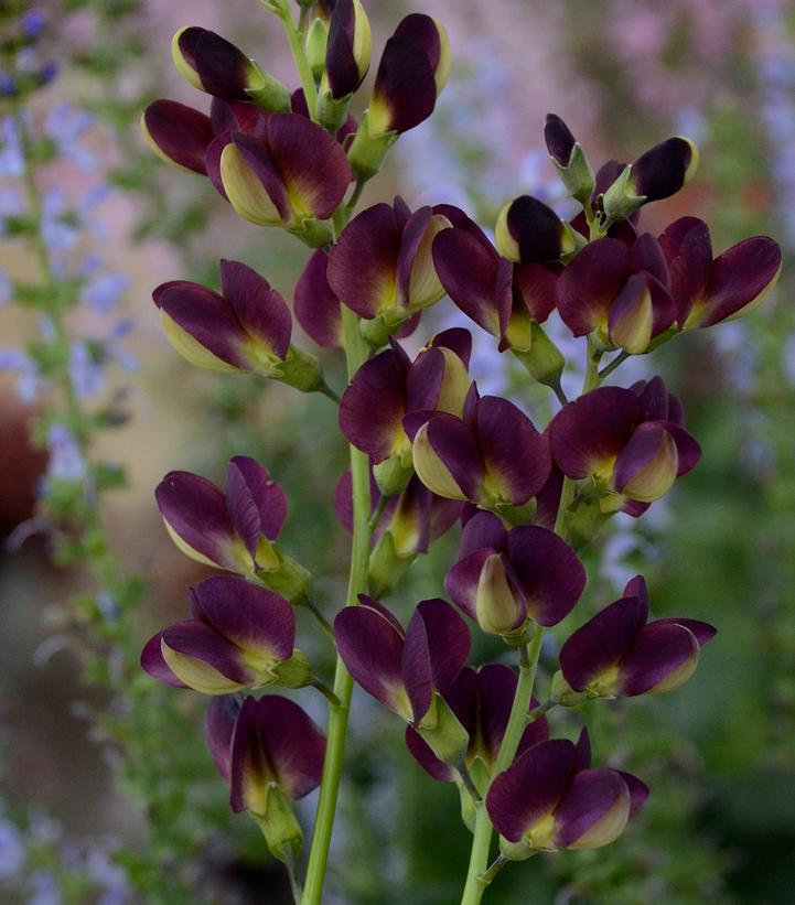 8" Baptisia 'Grape Taffy' Grape Taffy False Indigo: Patent PP26,587 1010683