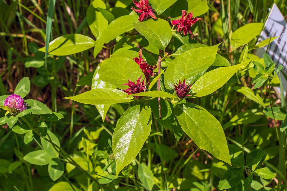 3G Calycanthus r. 'Hartlage Wine' Harlage Wine Sweetshrub 1012330