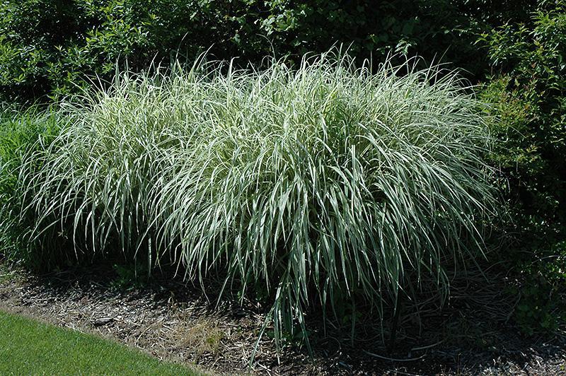 Perennial Grasses (Outdoor)