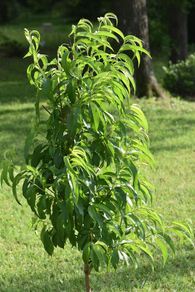 7G PRUNUS X `ELBERTA` Elberta Peach 1000613