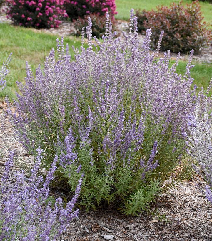 1G Perovskia atriplicifolia 'Sage Advice' ('CPBRAF') Russian Sage: Patent PPAF 1012969