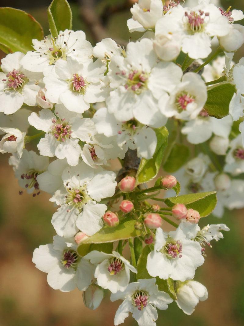 5G Pyrus pyrifolia 'Kikusui' Kikusui Asian Pear 1013640