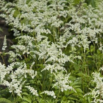 2G Astilbe arendsii 'Bridal Veil' Bridal Veil Astilbe 1000184