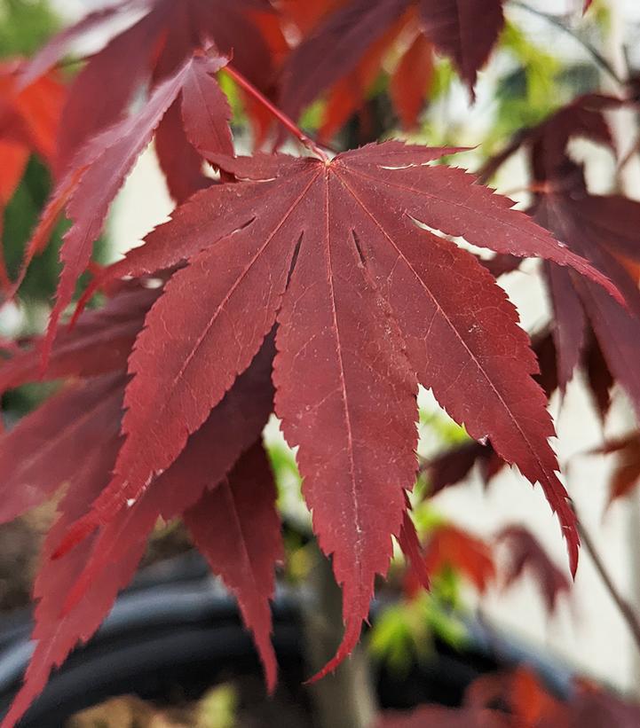 10G Acer Palmatum Bloodgood Laceleaf Japanese Maple 1000508