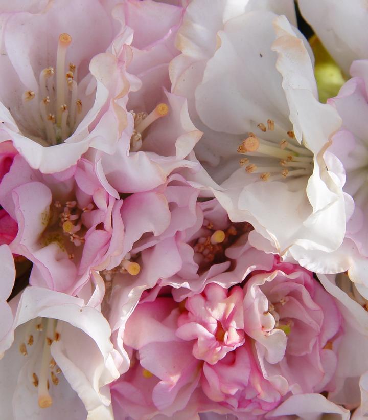 3G Rhododendron yak. 'Princess' Yaku Princess Rhododendron 1000443