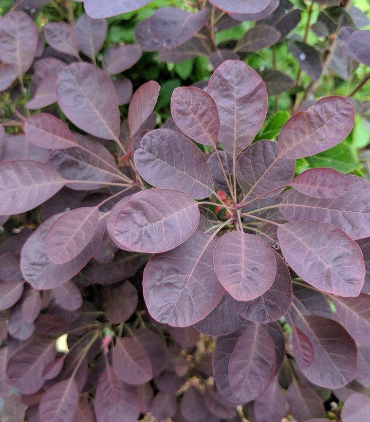 3G COTINUS COGGYGRIA `VELVETEENY` ('Cotsidh5') Velveteeny™ Dwarf Purple Smokebush: Patent PP30,328 1010961