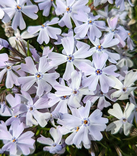 1G Phlox subulata 'Spring Blue' Spring Blue Moss Phlox (Creeping Phlox) 1010909