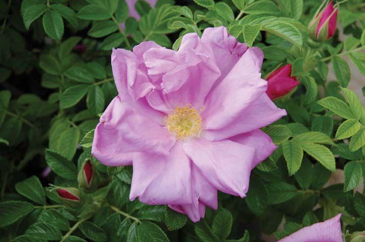 3G Rosa rugosa 'Pink Pavement' Pink Pavement Rose 1001756