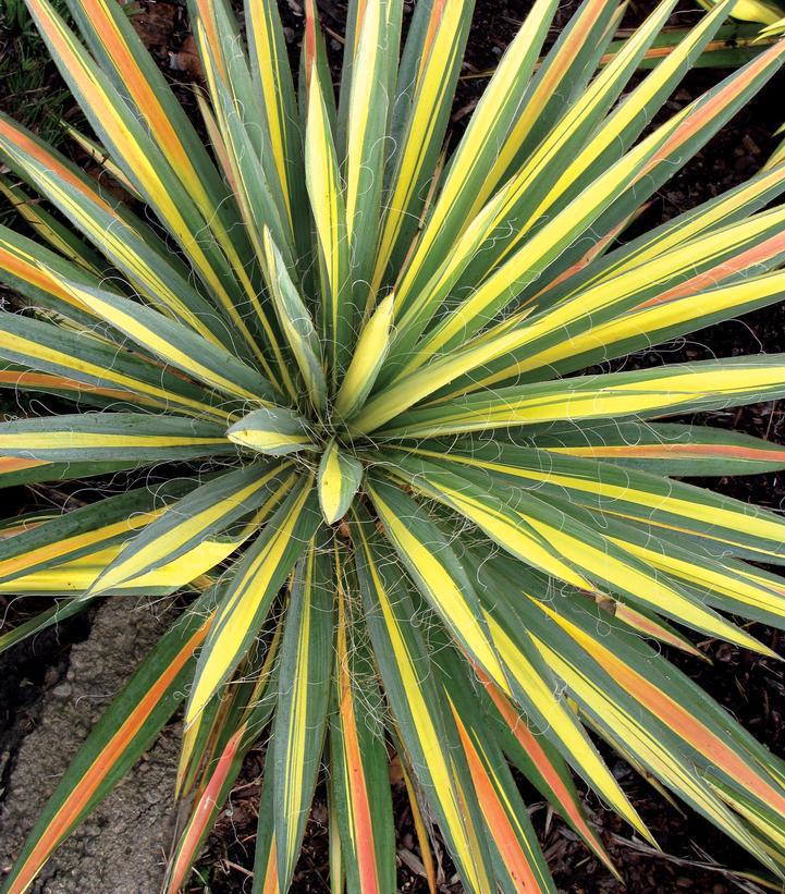 2G Yucca filamentosa 'Color Guard' Color Guard Yucca 1002361