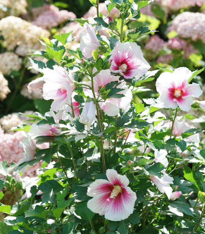 3G Hibiscus x Paraplu 'Pink Ink' ('Minsywhi07') Paraplu Pink Ink® Rose of Sharon: Patent PP32,761 1012706