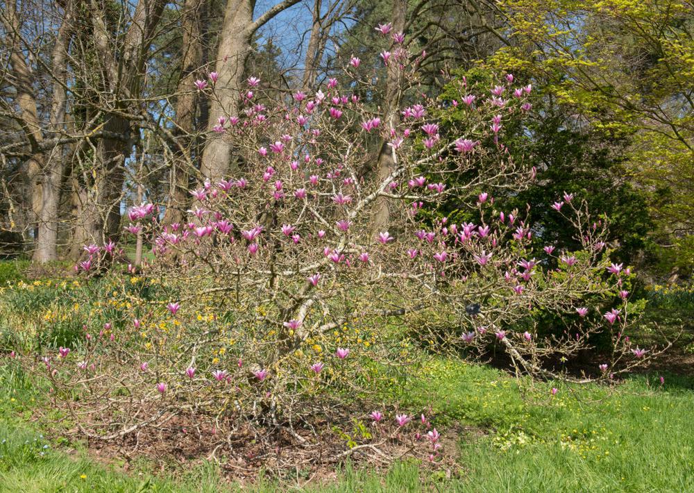 7G Magnolia liliflora 'Ann' Ann Magnolia 1014490