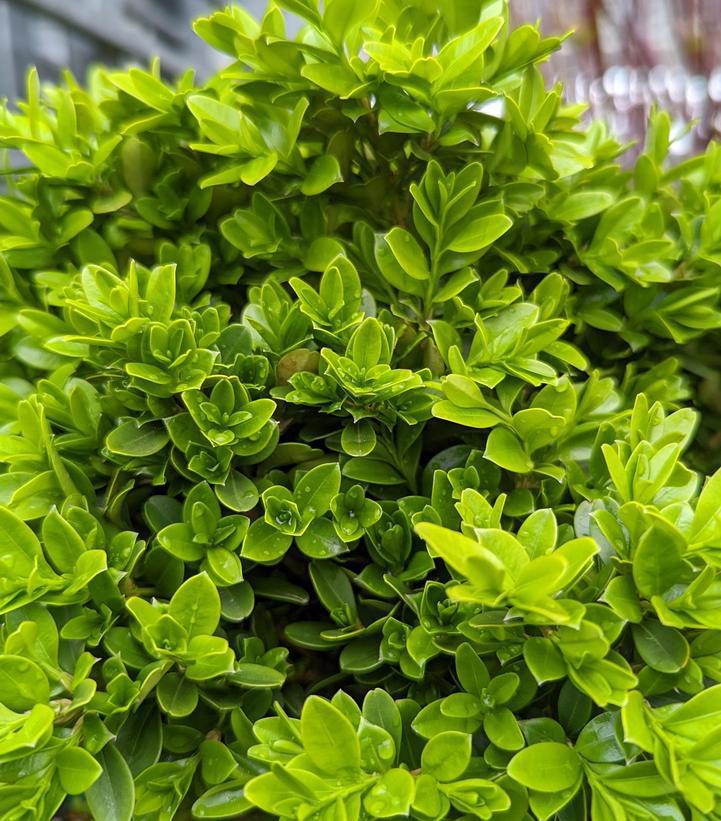 3G Buxus microphylla 'Tide Hill' Tide Hill Boxwood 1002030