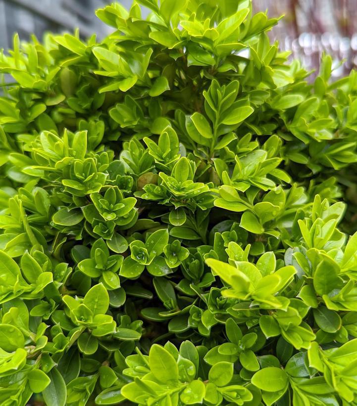 1G Buxus microphylla 'Tide Hill' Tide Hill Boxwood