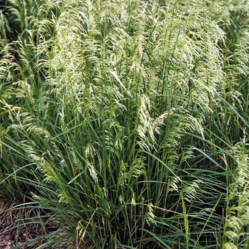 1G Deschampsia cesp. 'Pixie Fountain' Dwarf Tufted Hair Grass 1005659