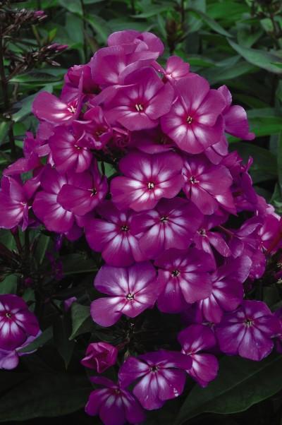 2G Phlox paniculata 'Grape Lollipop' ('Ditomsur') Grape Lollipop™ Garden Phlox: Patent PP21,109 1006739 1009851