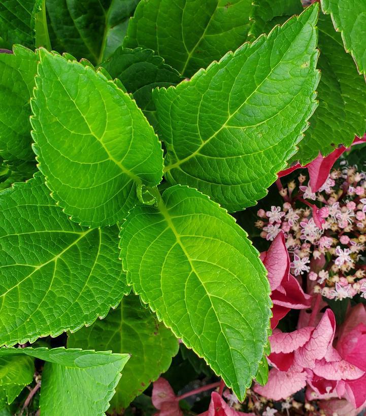 3G Hydrangea mac. Cherry Explosion™ ('McKay') Cherry Explosion™ Bigleaf Hydrangea: Patent PP28,757 1012267