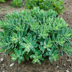 2G Sedum hybrid Rock 'N Round 'Pure Joy' Rock 'N Round® Pure Joy Stonecrop 1005942