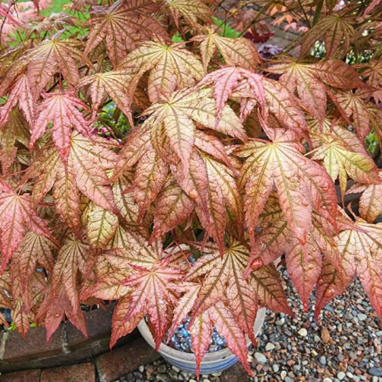 3G Acer palmatum Peaches & Cream Japanese Maple Acer Palmatum Laceleaf