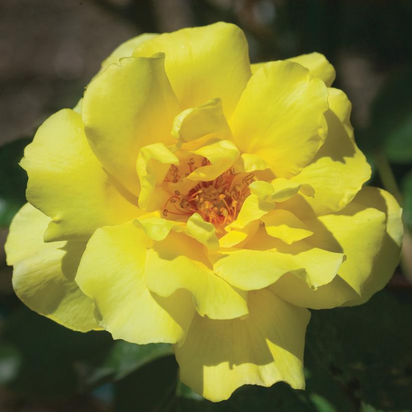 3G Rosa 'Golden Showers' Golden Showers Climbing Rose (Yellow) 1002667