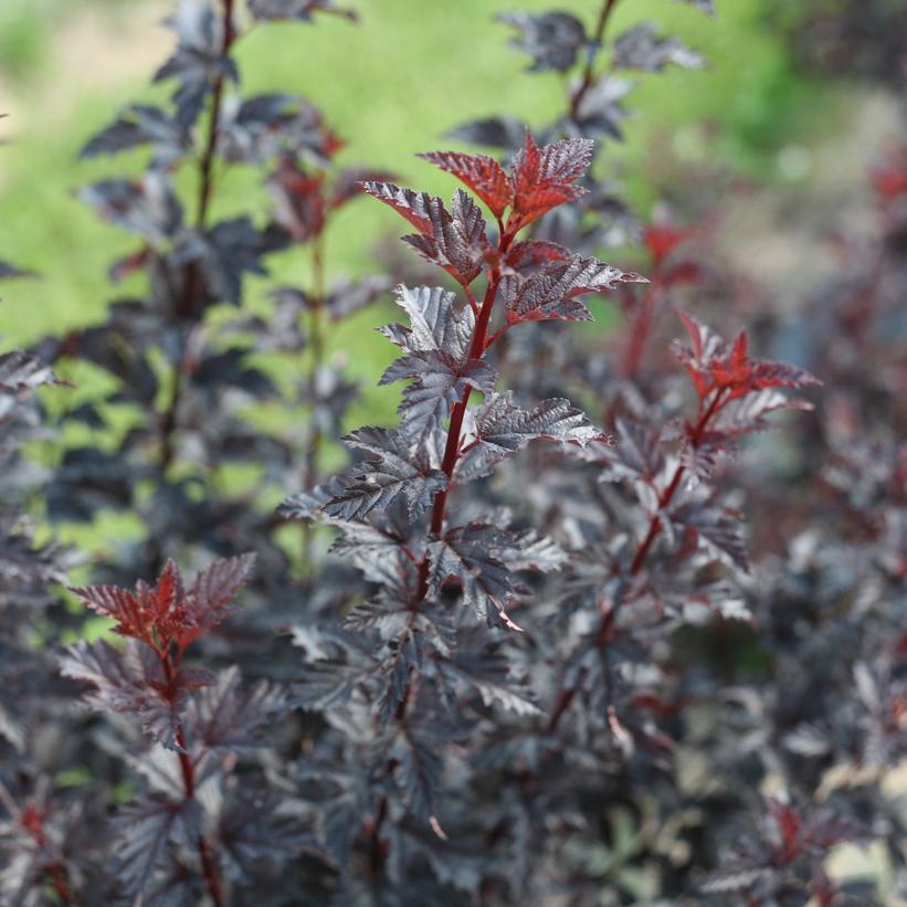 3G Physocarpus opulifolius 'Summer Wine Black' ('SMNPMS') Summer Wine® Black Ninebark: Patent PPAF 1010107