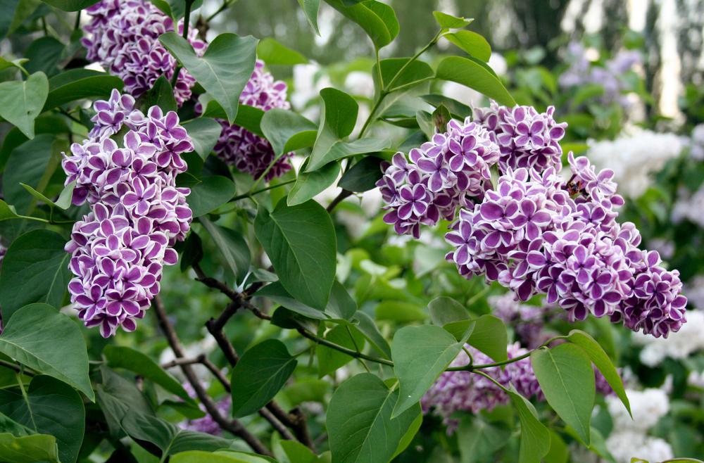 3G Syringa vulgaris 'Sensation' Sensation Lilac