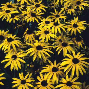 2G Rudbeckia Fulgida Deamii - Black Eyed Susan - 1010053