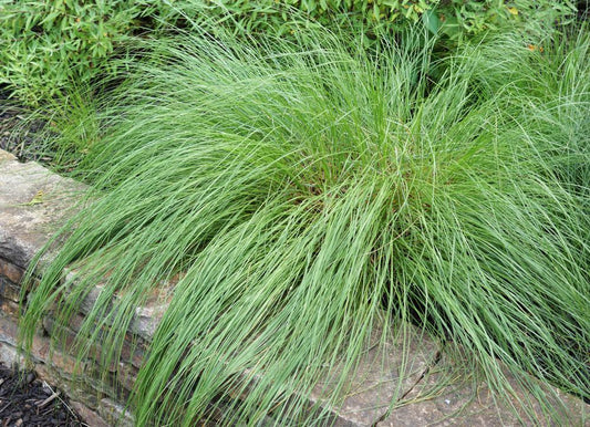 1G Sporobolus heterolepis Prairie Dropseed 1004948