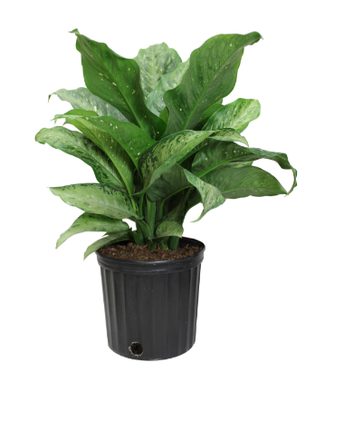 10" Dieffenbachia Snow T5375