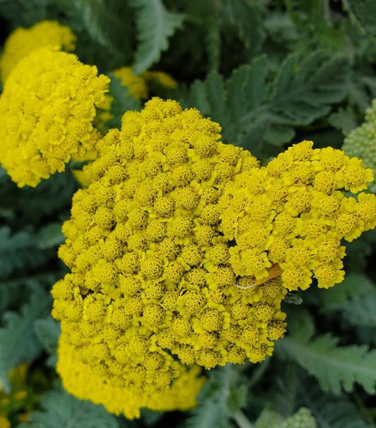 2G Achillea filipendulina 'Moonshine' Moonshine Yarrow 1000620