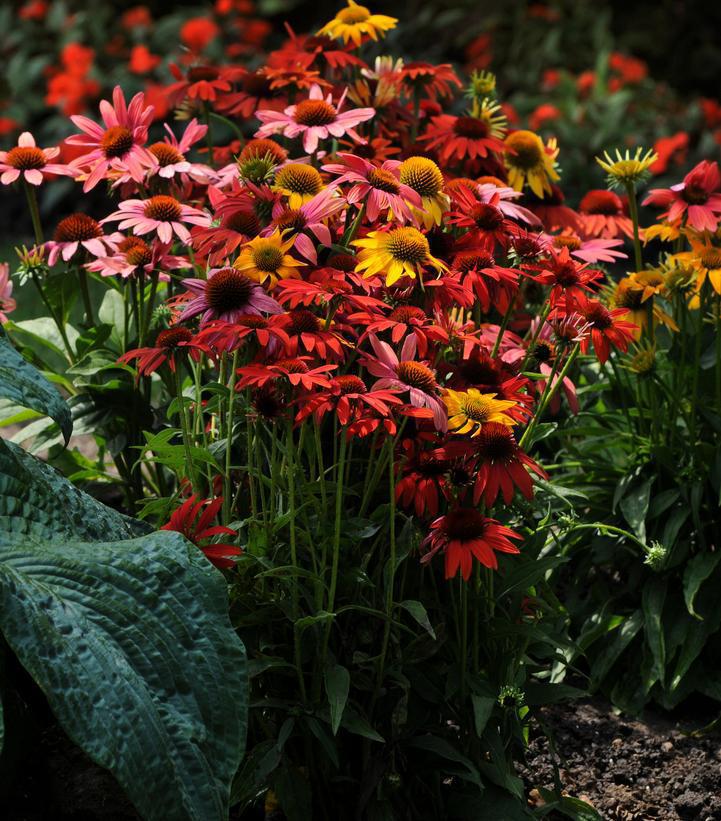 2G Echinacea 'Cheyenne Spirit' Cheyenne Spirit Coneflower  1006000