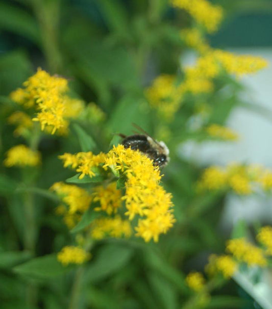 2G Solidago rugosa 'Fireworks' Fireworks Goldenrod 1003347