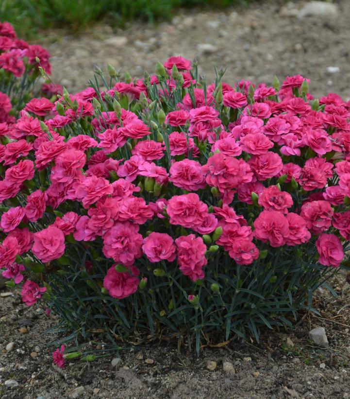 1G Dianthus hybrid Fruit Punch 'Raspberry Ruffles' Fruit Punch® Raspberry Ruffles Pinks: Patent PPAF 1009792