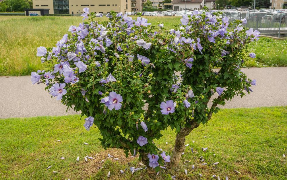 7G Hibiscus Syr. Blue Chiffon Tree ('Notwoodthree') Blue Chiffon® Rose of Sharon: Patent PP20,574 1007869