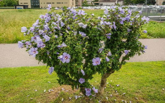 7G Hibiscus Syr. Blue Chiffon Tree ('Notwoodthree') Blue Chiffon® Rose of Sharon: Patent PP20,574 1007869